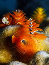 Multi-colored Polychaeta worms. by Sergey Lisitsyn 